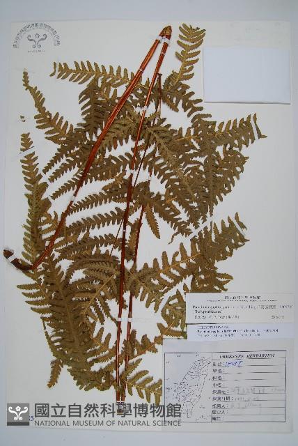 毛囊紫柄蕨藏品圖，第1張