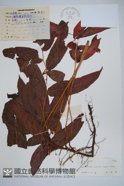 維江新月蕨藏品圖，第1張