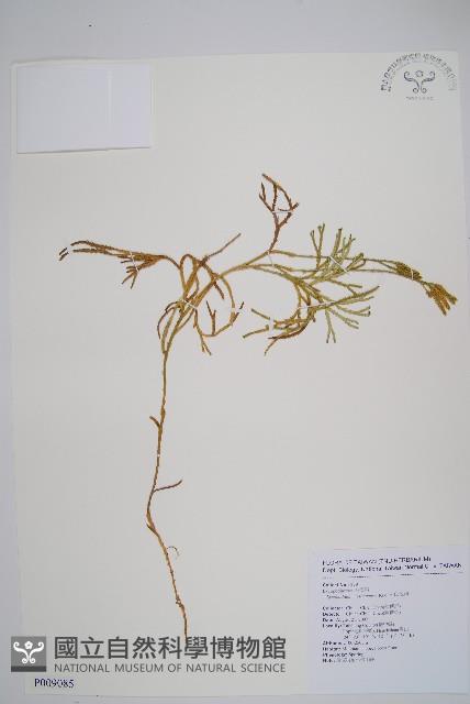 玉山地刷藏品圖，第1張