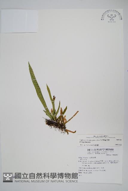 瓦葦藏品圖，第1張