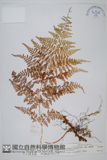 美小膜蓋蕨藏品圖，第1張