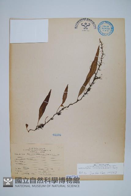 骨牌蕨藏品圖，第1張