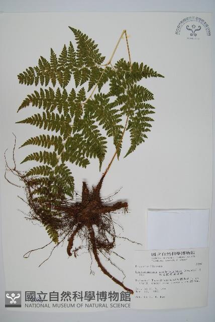 毛苞擬複葉耳蕨藏品圖，第1張