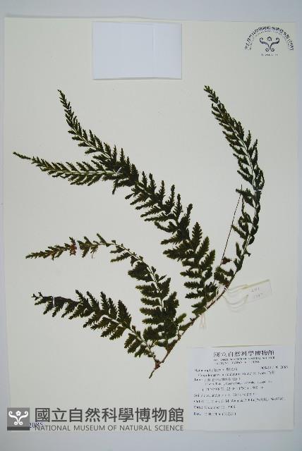 瓶蕨藏品圖，第1張