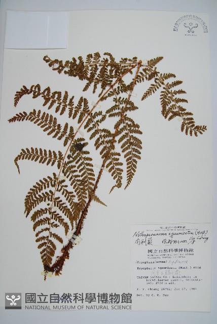 阿里山肉刺蕨藏品圖，第1張