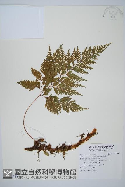 海州骨碎補藏品圖，第1張