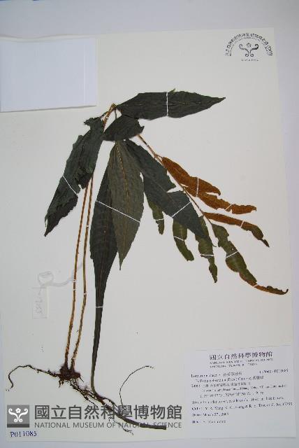 尾葉實蕨藏品圖，第1張