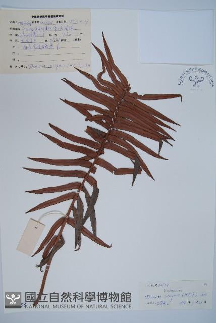 石松藏品圖，第1張