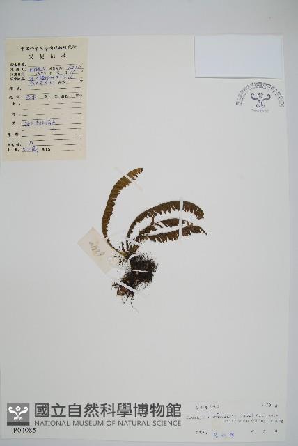 穴子蕨藏品圖，第1張