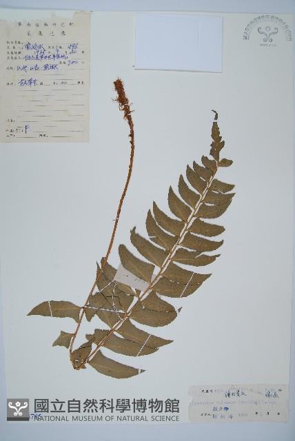 鐮羽貫眾藏品圖，第1張