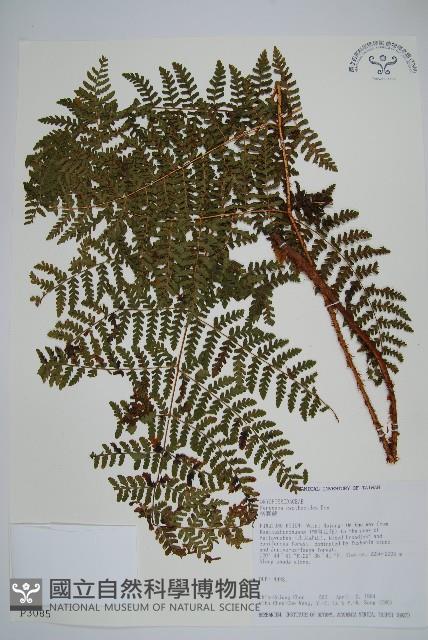 柄囊蕨藏品圖，第1張