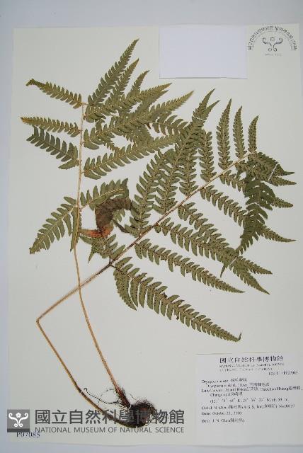 南海鱗毛蕨藏品圖，第1張