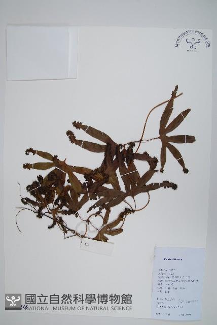 掌葉海金沙藏品圖，第1張