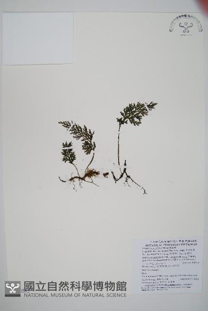 華東瓶蕨藏品圖，第1張