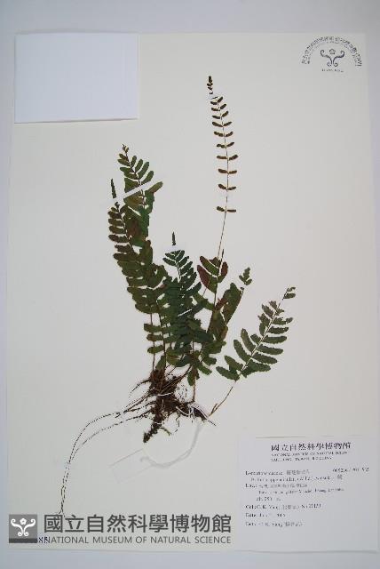 刺蕨藏品圖，第1張