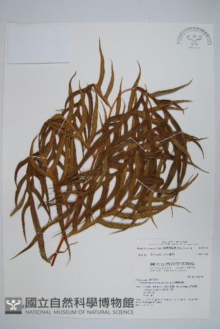 臺灣鳳尾蕨藏品圖，第1張