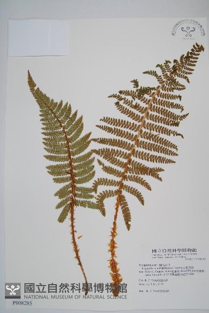 尖葉耳蕨藏品圖，第1張