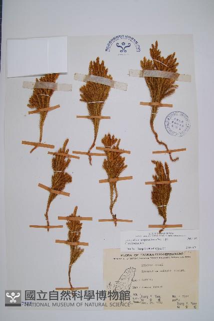 玉柏藏品圖，第1張