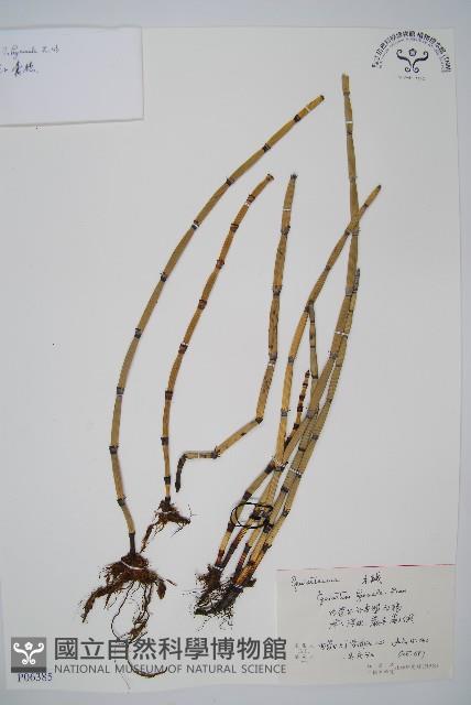 大木賊藏品圖，第1張