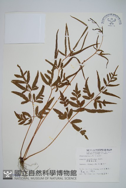 箭葉鳳尾蕨藏品圖，第1張
