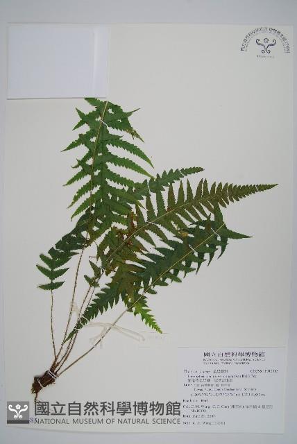 翅軸假金星蕨、短柄卵果蕨藏品圖，第1張