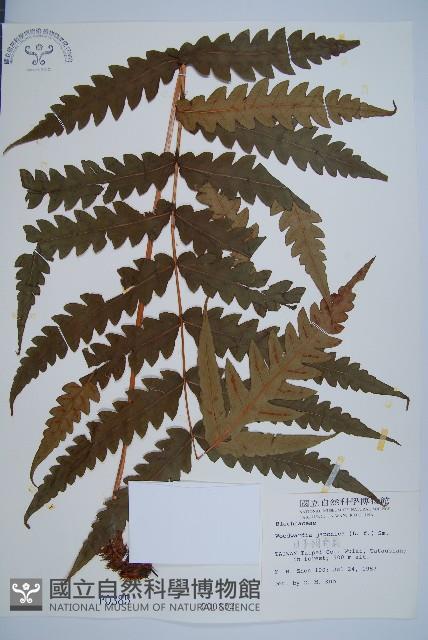 日本狗脊蕨藏品圖，第1張