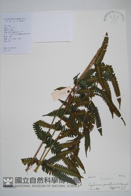 密毛毛蕨藏品圖，第1張