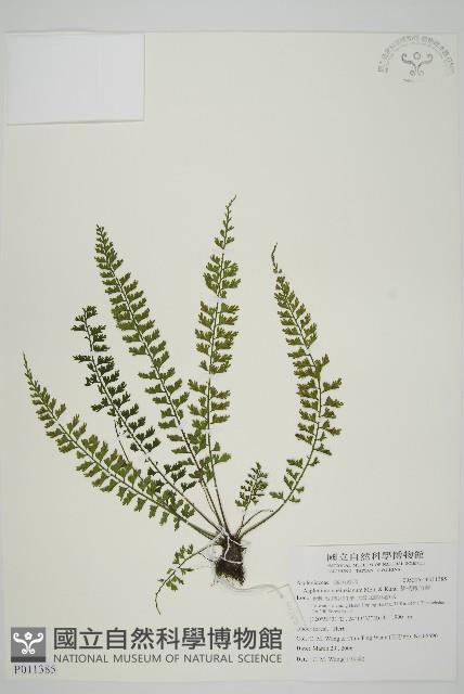 鱗柄鐵角蕨藏品圖，第1張