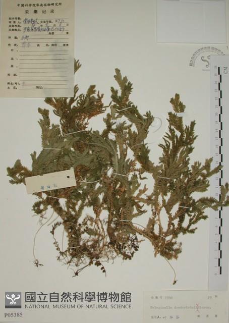 生根卷柏藏品圖，第1張