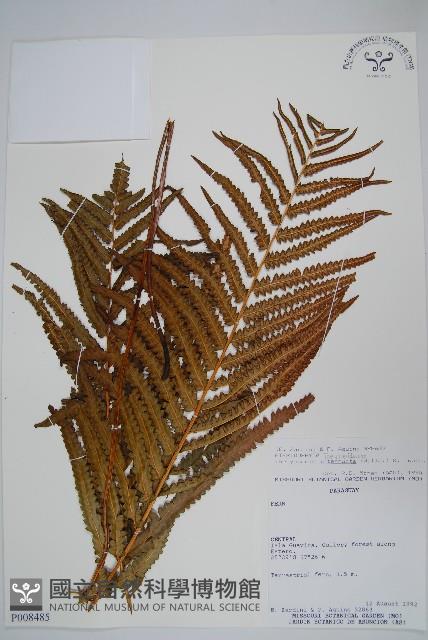 毛蕨藏品圖，第1張
