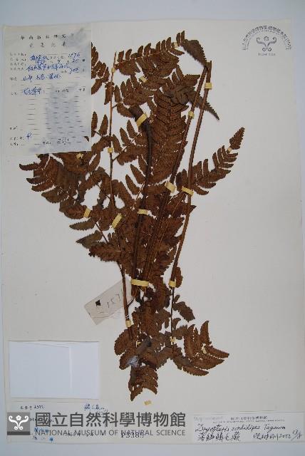 落鱗鱗毛蕨藏品圖，第1張