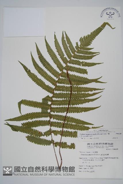 密毛毛蕨藏品圖，第1張