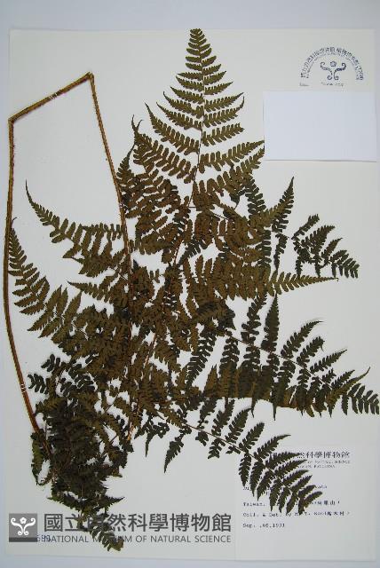 川上氏雙蓋蕨藏品圖，第1張