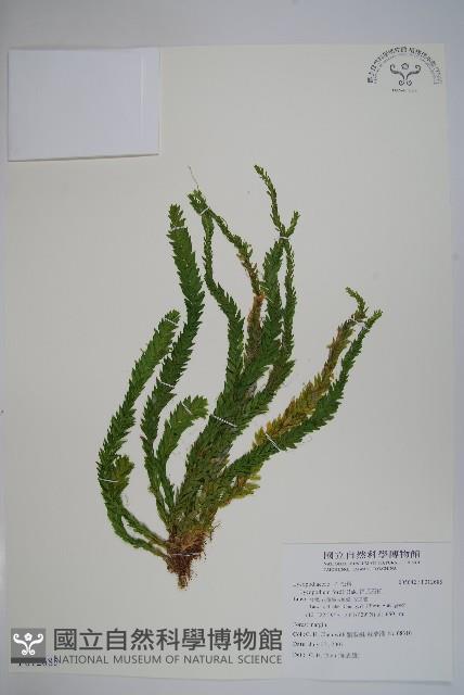 福氏石松藏品圖，第1張