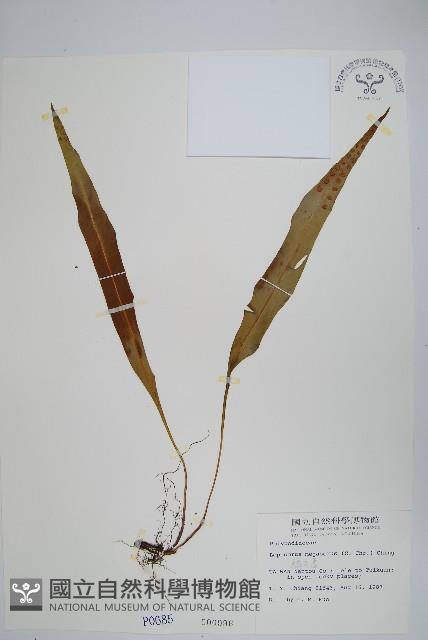 鱗瓦葦、長柄瓦葦藏品圖，第1張