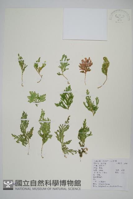 江南卷柏藏品圖，第1張