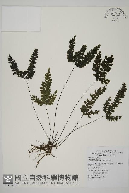 長尾鐵線蕨藏品圖，第1張