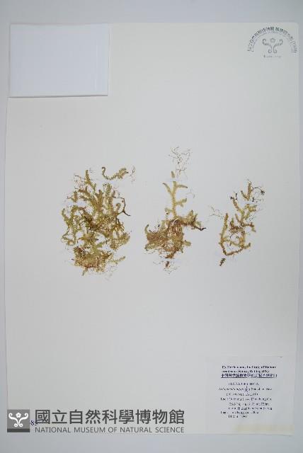 日本卷柏藏品圖，第1張