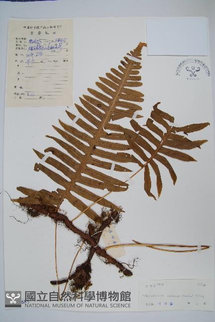 友水龍骨藏品圖，第1張