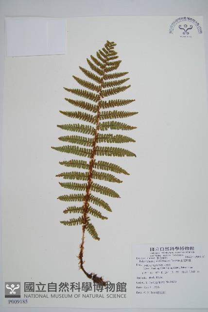 尖葉耳蕨藏品圖，第1張