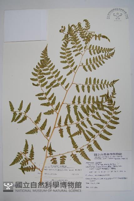 花蓮蹄蓋蕨藏品圖，第1張