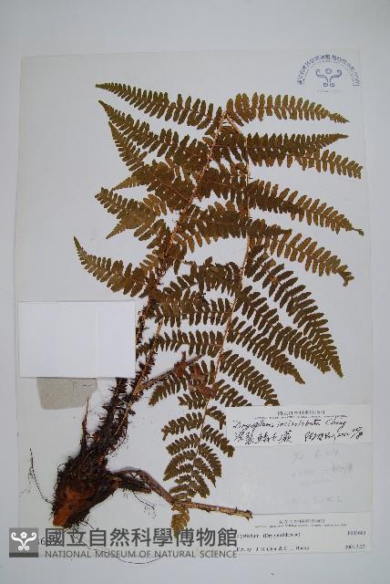 深裂鱗毛蕨藏品圖，第1張