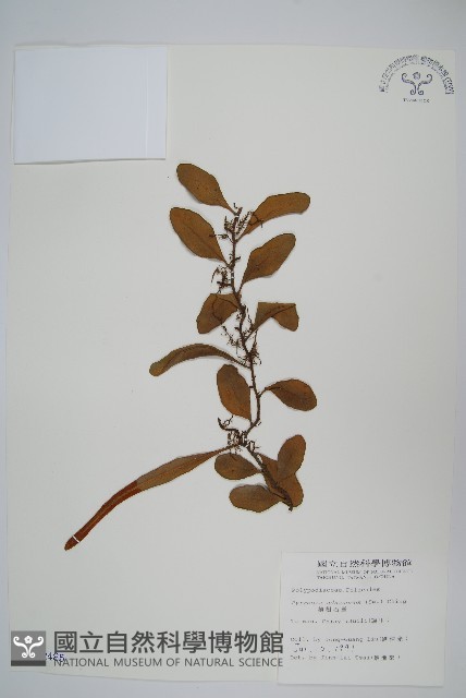 抱樹石葦藏品圖，第1張