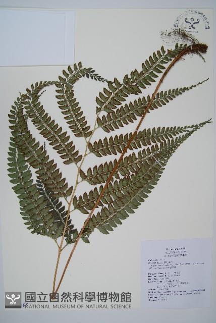 屋久複葉耳蕨藏品圖，第1張