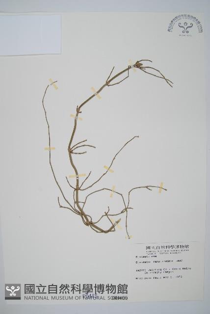 木賊藏品圖，第1張