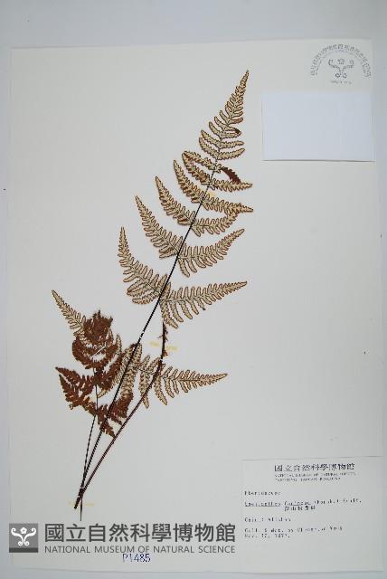 深山粉背蕨藏品圖，第1張