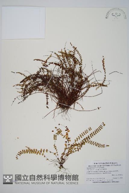 鐵角蕨藏品圖，第1張