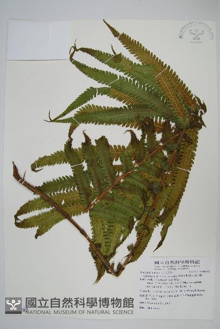 蘭嶼大葉毛蕨、蘭嶼圓脈蕨藏品圖，第1張