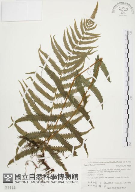 毛蕨藏品圖，第1張