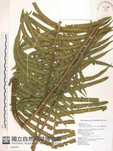 台灣毛蕨、台灣圓腺蕨藏品圖，第1張